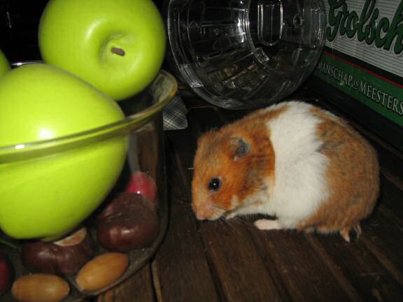 My hamster Lucy enjoying off(-line) time.