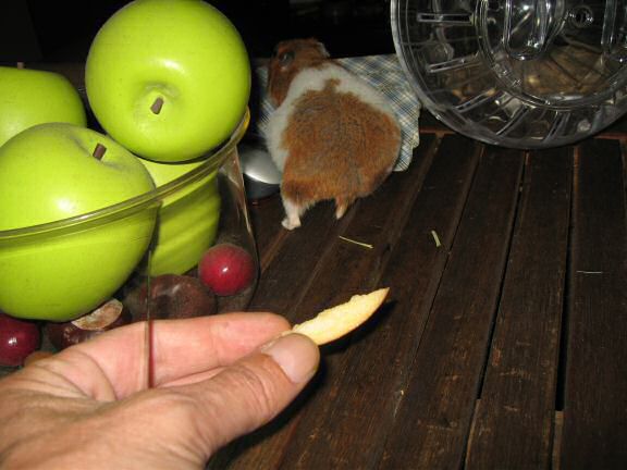 My hamster Lucy enjoying off(-line) time.