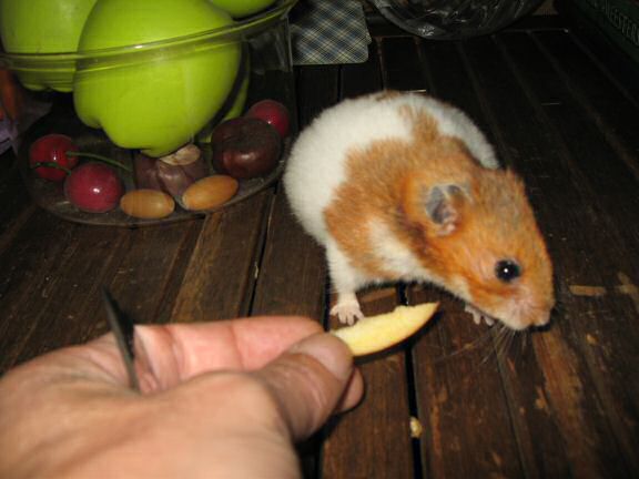 My hamster Lucy enjoying off(-line) time.