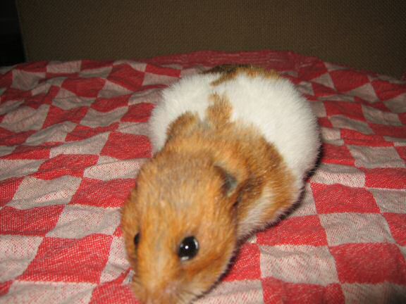 My HUGE hamster Lucy.
