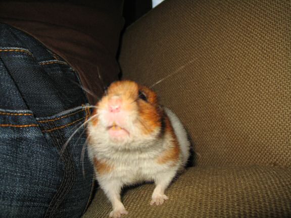 My HUGE hamster Lucy.