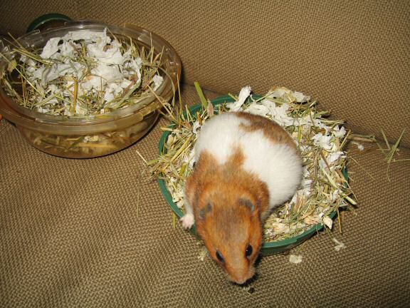 My hamster Lucy's Bedroom Clean Adventure.