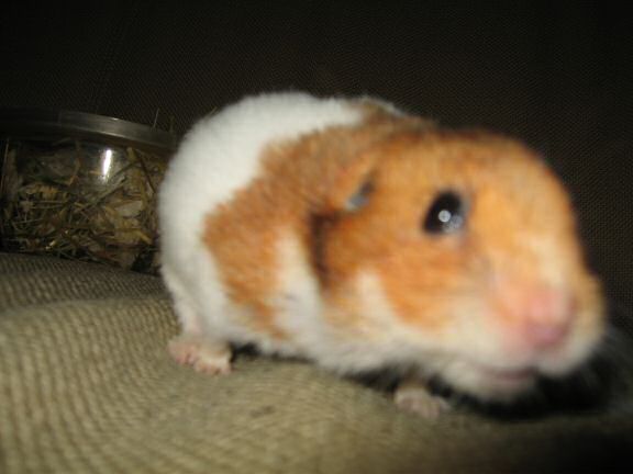 My hamster Lucy's Bedroom Clean Adventure.