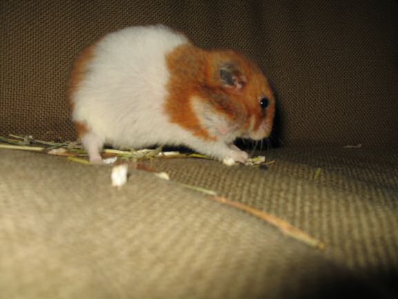 My hamster Lucy's Bedroom Clean Adventure.
