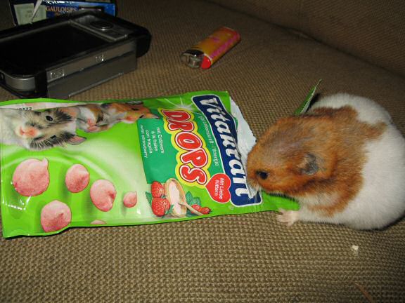 My hamster Lucy's Bedroom Clean Adventure.