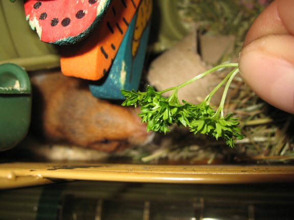 My hamster Lucy getting her Veggie-(Parsley)-Treat.