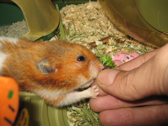 My hamster Lucy getting her Veggie-(Parsley)-Treat.