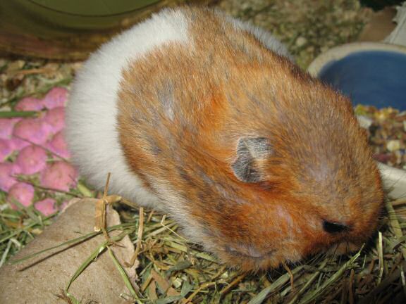 My hamster Lucy Pouchin' her Greens.