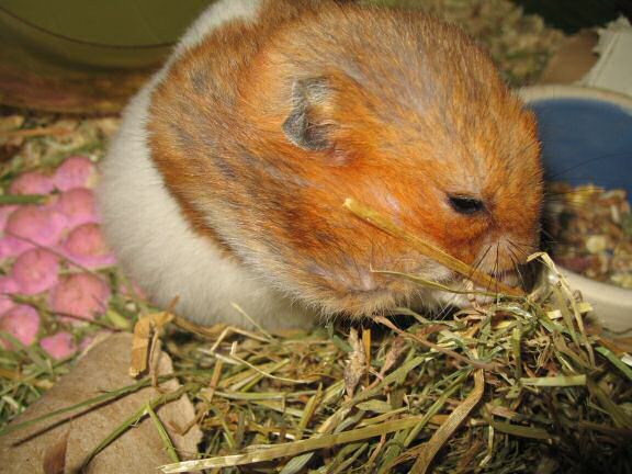 My hamster Lucy Pouchin' her Greens.