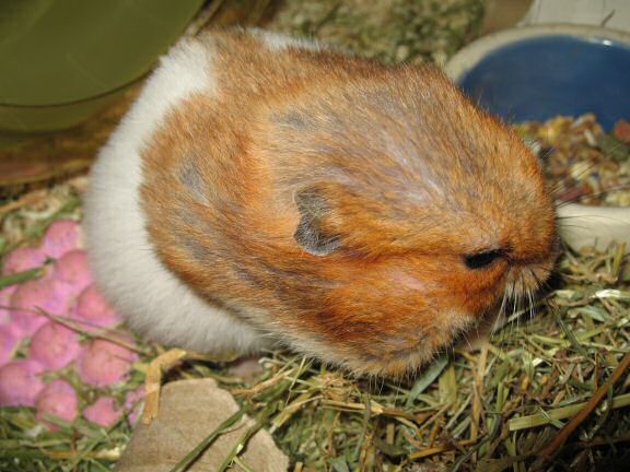 My hamster Lucy Pouchin' her Greens.