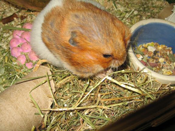 My hamster Lucy Pouchin' her Greens.