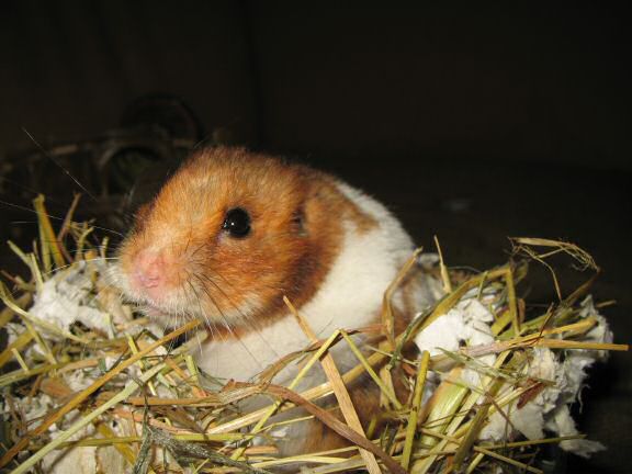 My hamster Lucy new bedroom ...