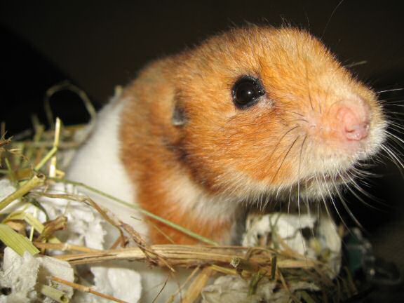 My hamster Lucy new bedroom ...