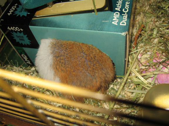 My hamster Lucy new bedroom ...