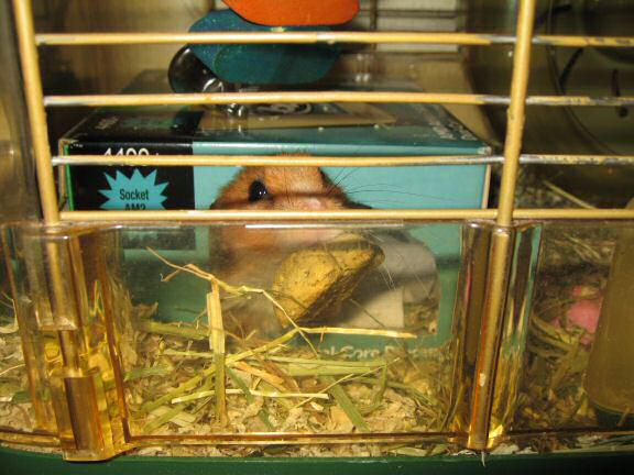 My hamster Lucy new bedroom ...