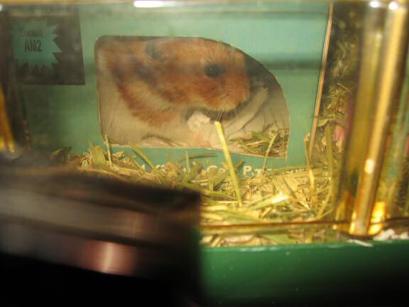 My hamster Lucy new bedroom ...