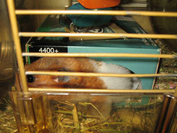 Making a new bedroom for my hamster Lucy.