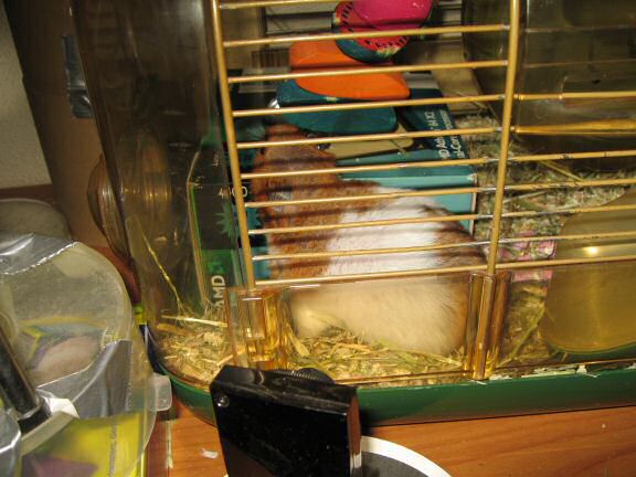 Making a new bedroom for my hamster Lucy.