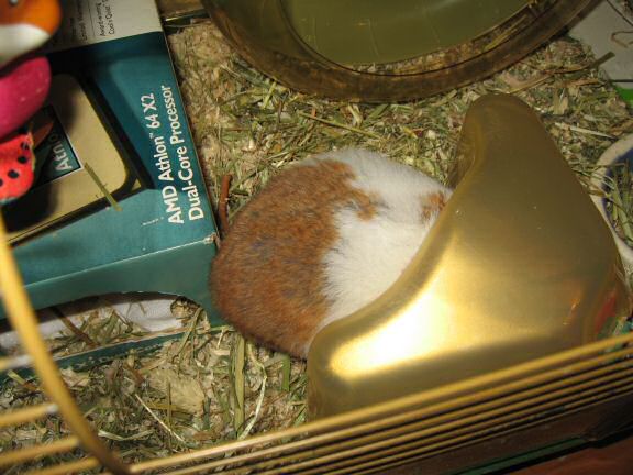 Making a new bedroom for my hamster Lucy.