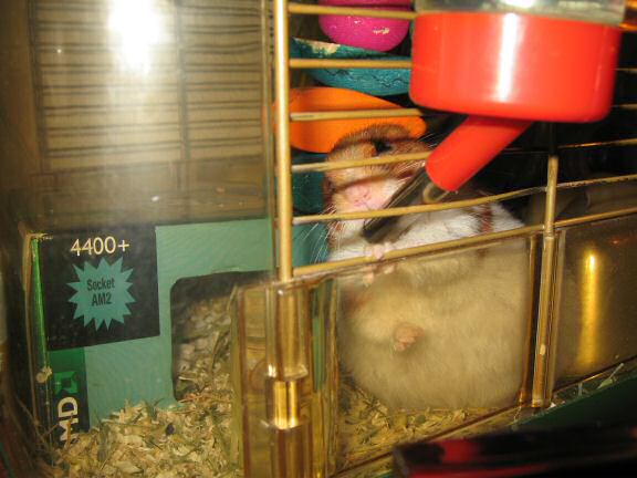 My hamster Lucy's morning ritual.