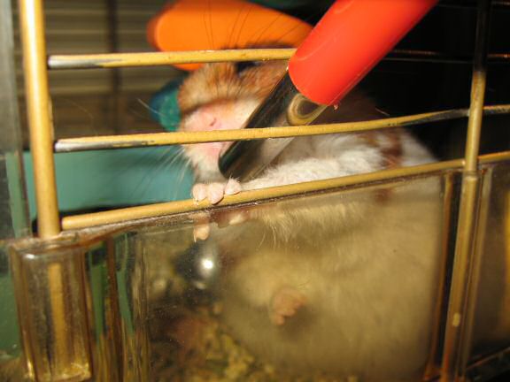 My hamster Lucy's morning ritual.