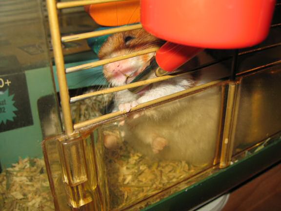 My hamster Lucy's morning ritual.