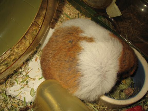 My hamster Lucy's morning ritual.