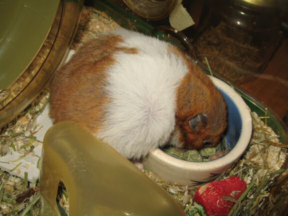 My hamster Lucy's morning ritual.