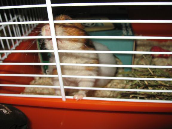 My hamster Lucy's new home.