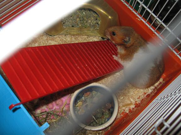 My hamster Lucy's new home.
