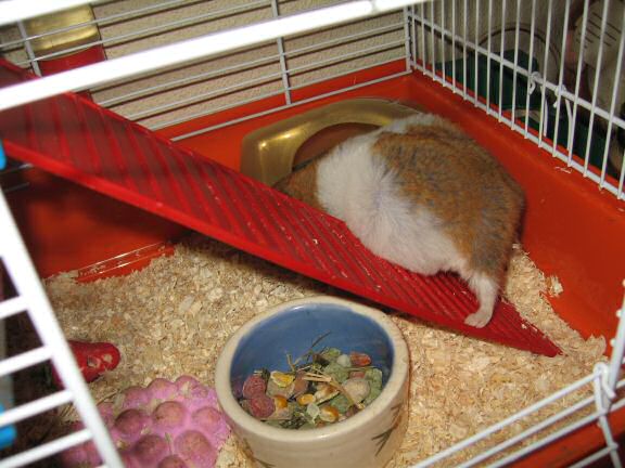 My hamster Lucy's new home.