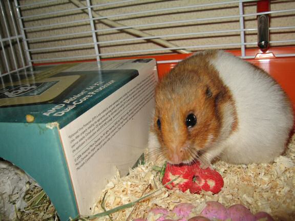 My hamster Lucy's new home.