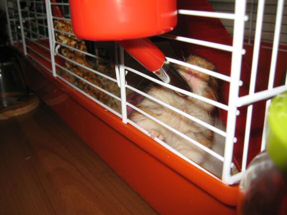 My hamster Lucy is getting used to her new home.