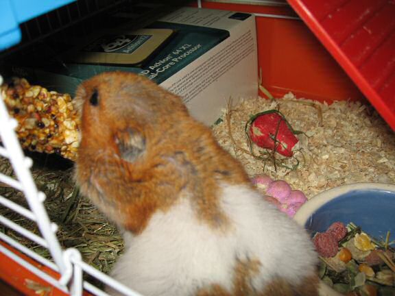 My hamster Lucy is getting used to her new home.