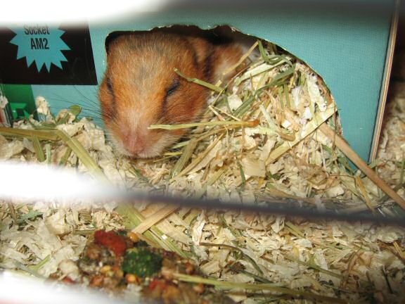 My hamster Lucy's response on my project.