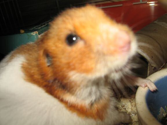 My hamster Lucy's response on my project.