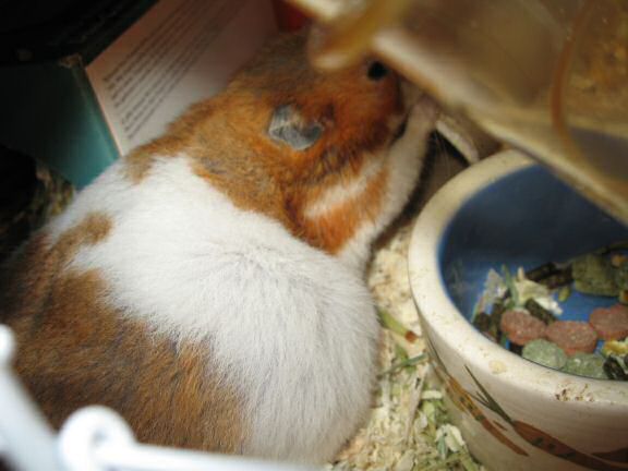 My hamster Lucy's response on my project.