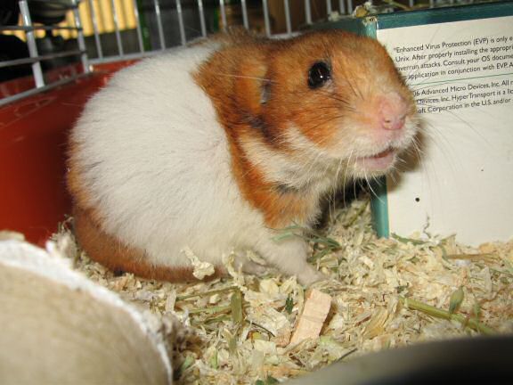 My hamster Lucy's response on my project.