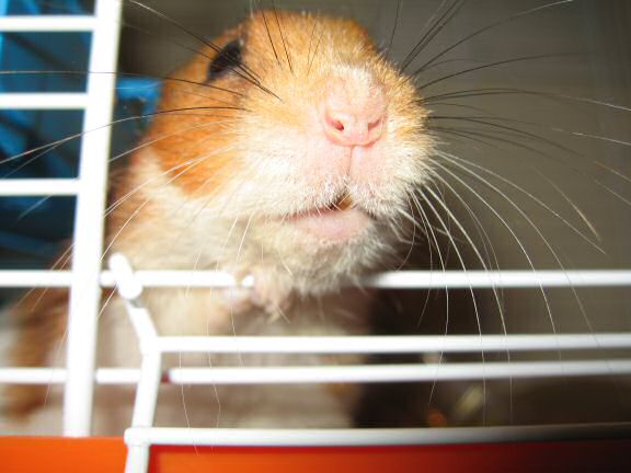 My hamster Lucy's response on my project.