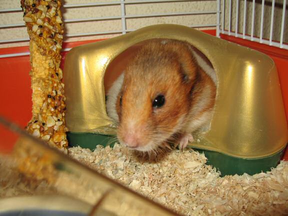 My hamster Lucy's response on my project.