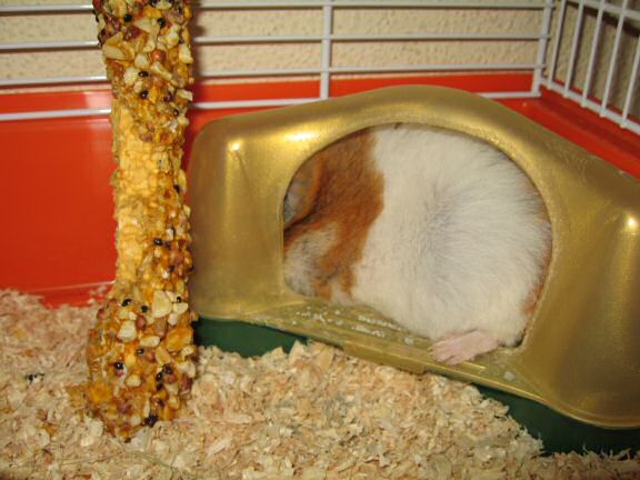 My hamster Lucy's response on my project.