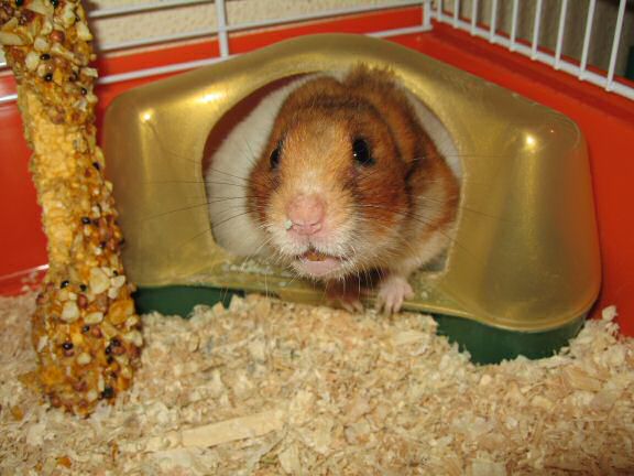 My hamster Lucy's response on my project.