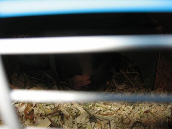 My hamster Lucy's feet.