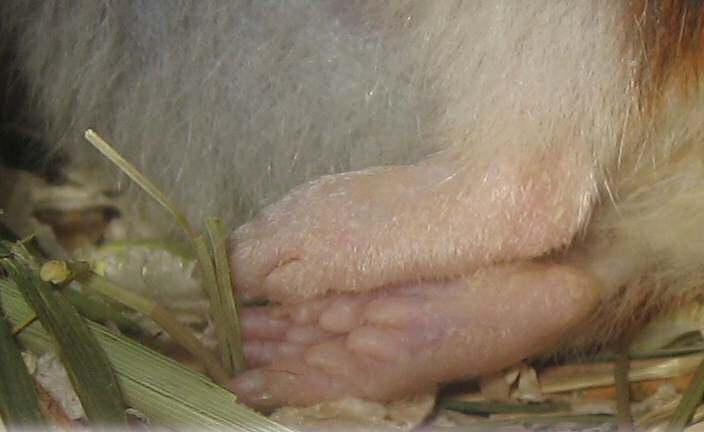 My hamster Lucy's feet.