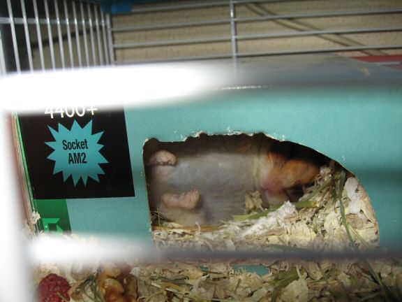My Hamster Lucy is Lounging it to the MAX !!!