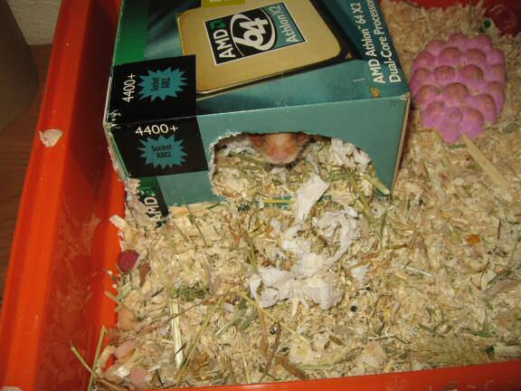 More on cleaning my hamster Lucy's cage ...