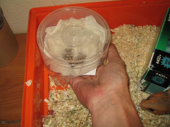 More on cleaning my hamster Lucy's cage ...