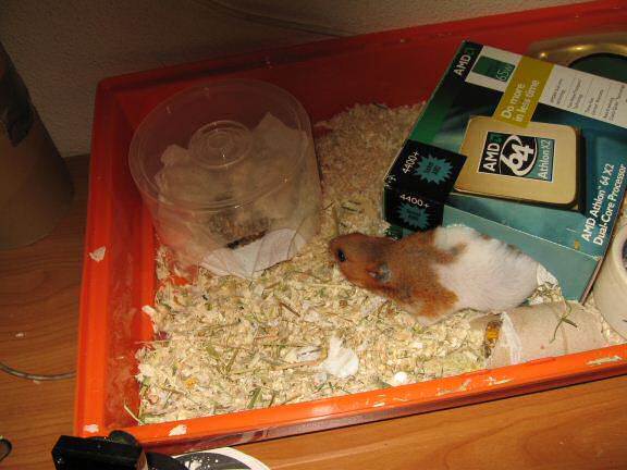 More on cleaning my hamster Lucy's cage ...