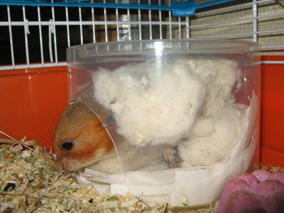 More on cleaning my hamster Lucy's cage ...