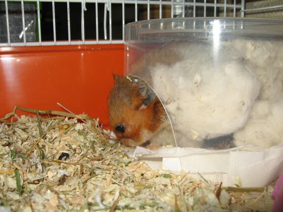 My hamster Lucy's inspecting her new bedroom for the first time.